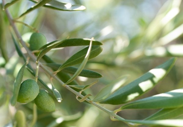 Un estudio demuestra que el aceite de oliva podría tener propiedades preventivas ante el cáncer de mama triple negativo.