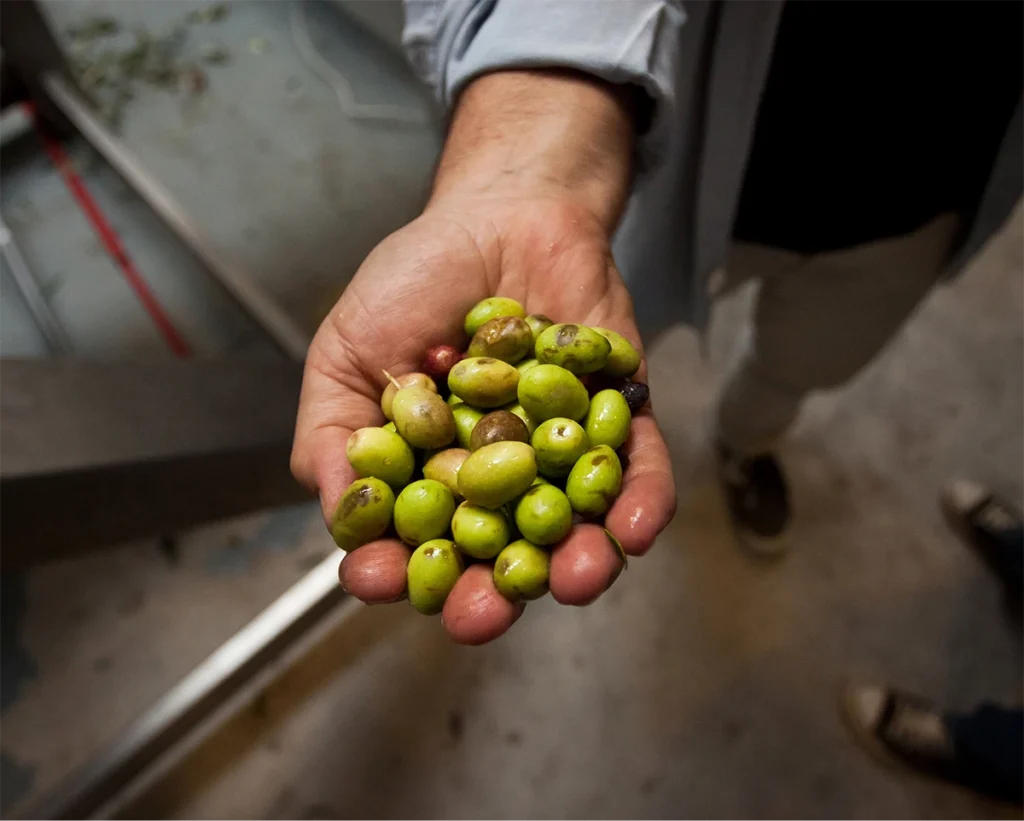 aceitunas Diezdedos