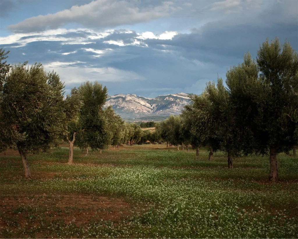de la tierra al olivo