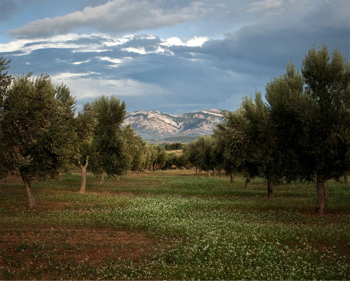 de la tierra al olivo