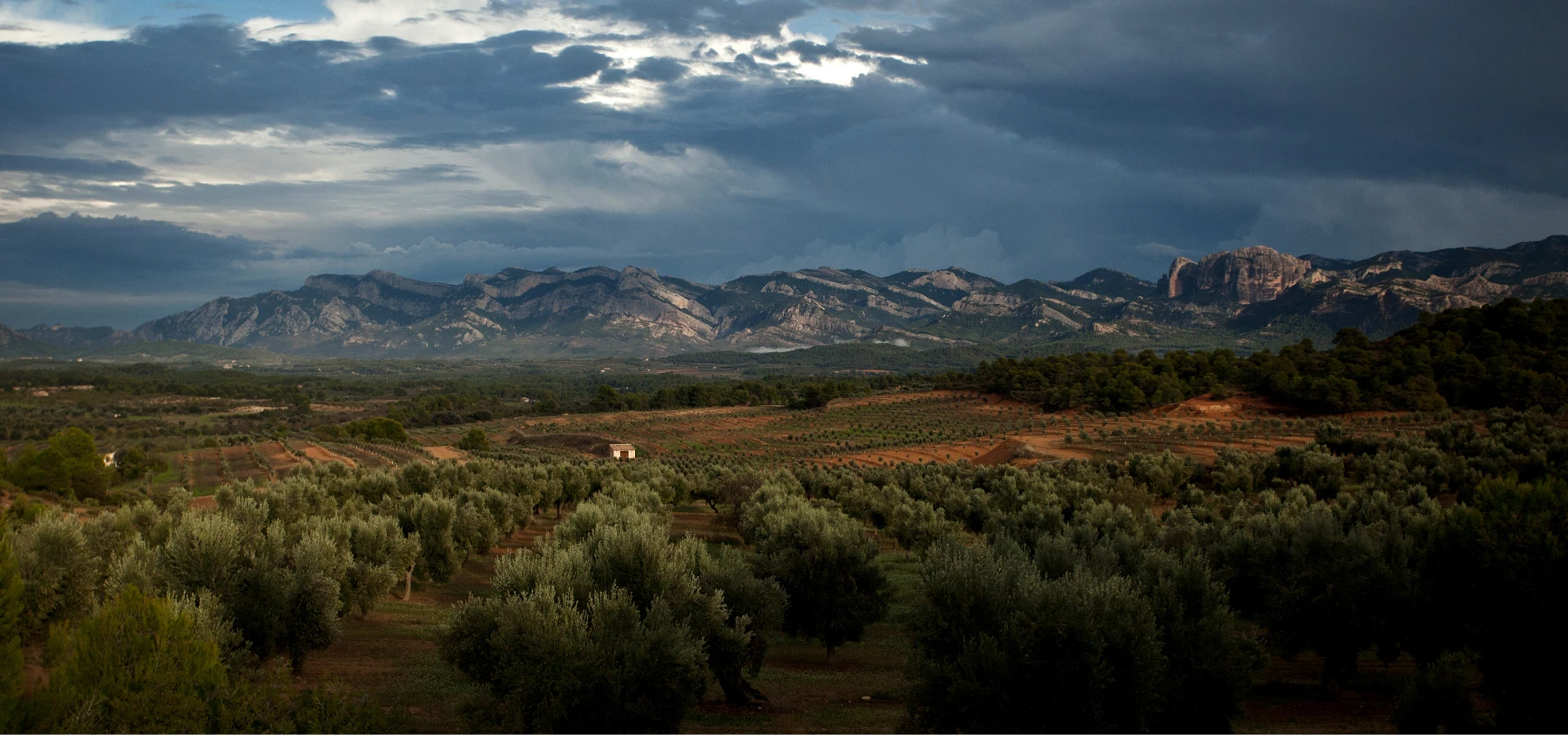 olivar