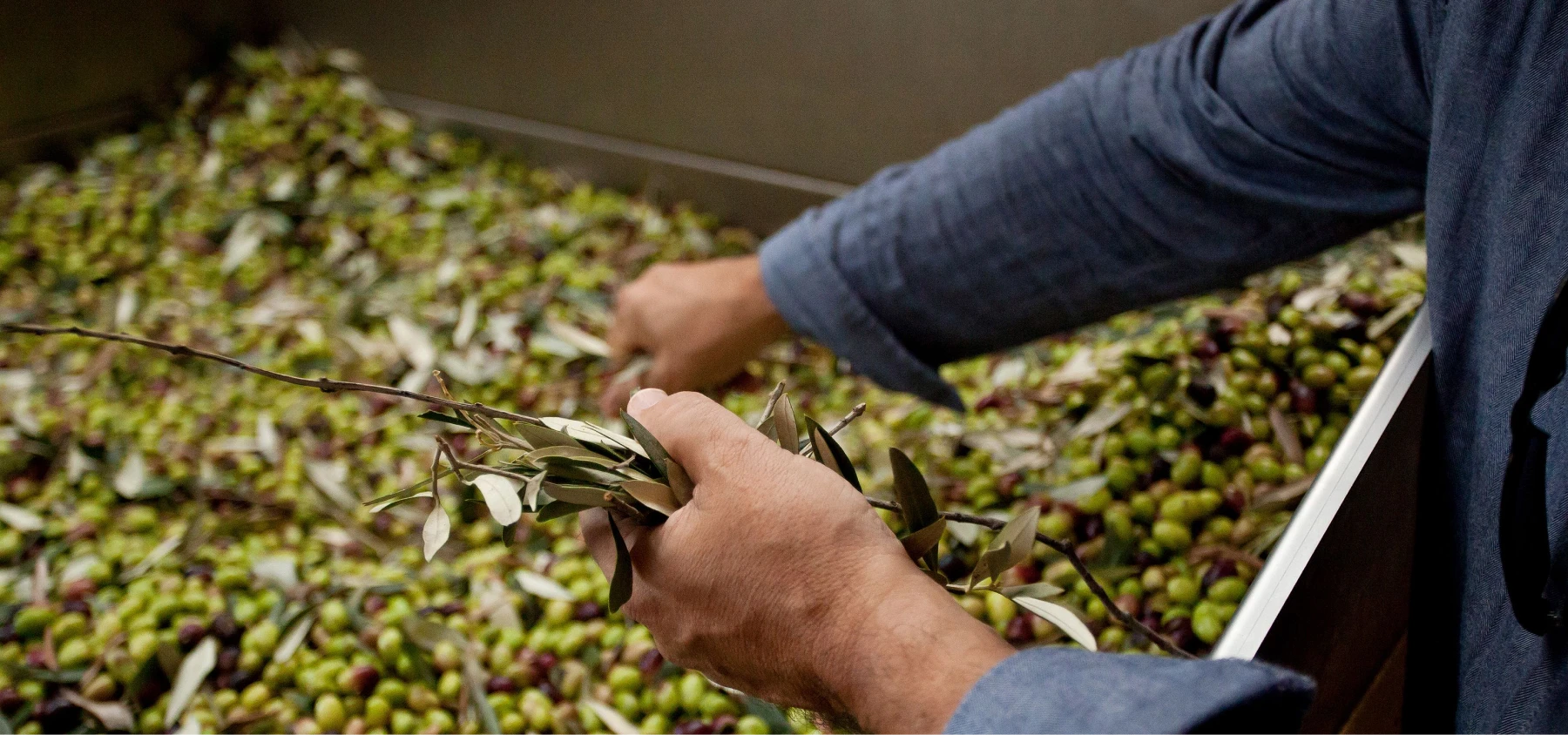 selección aceitunas