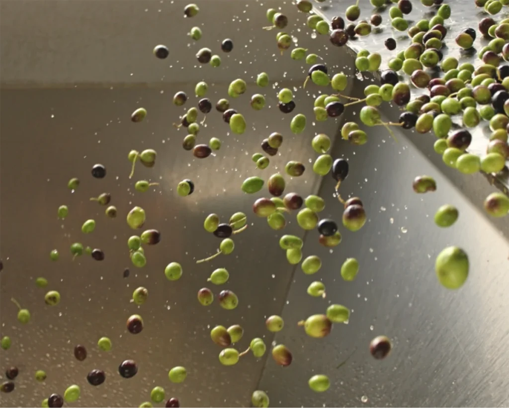 aceitunas Diezdedos