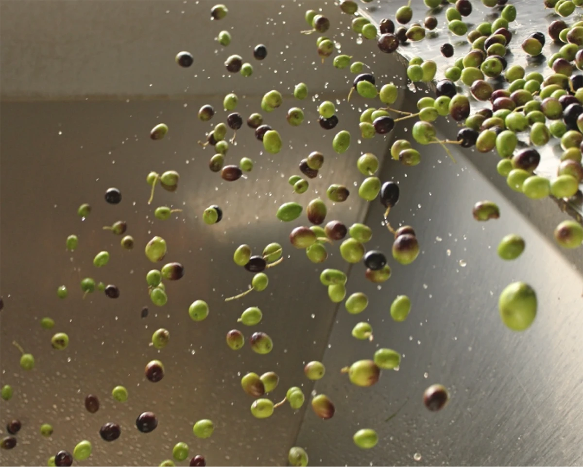 aceitunas Diezdedos