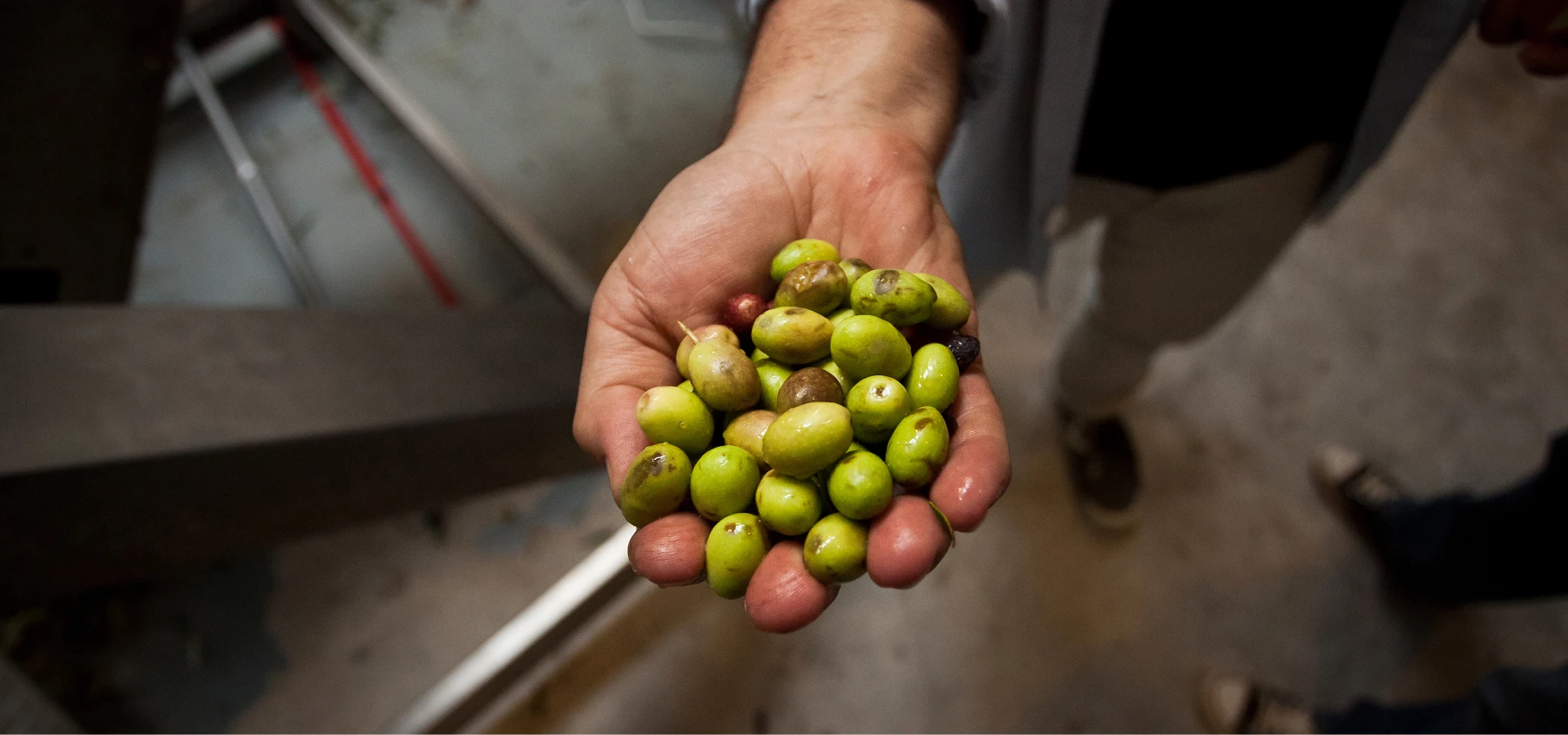 aceitunas