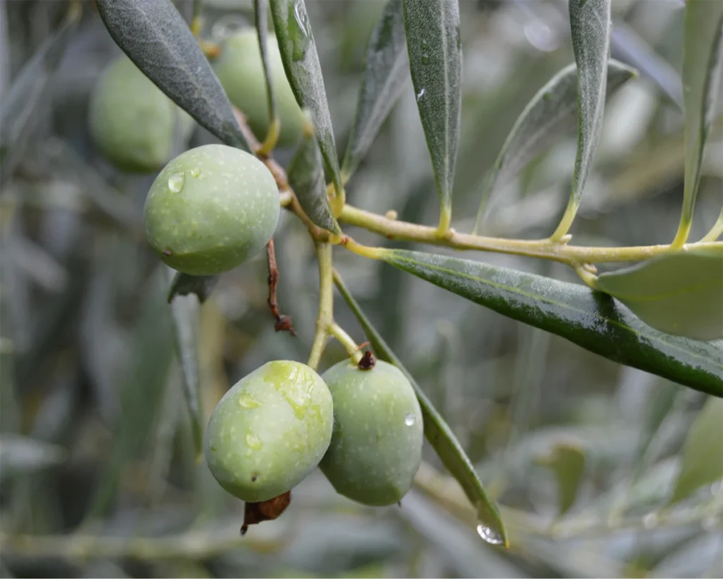 aceitunas