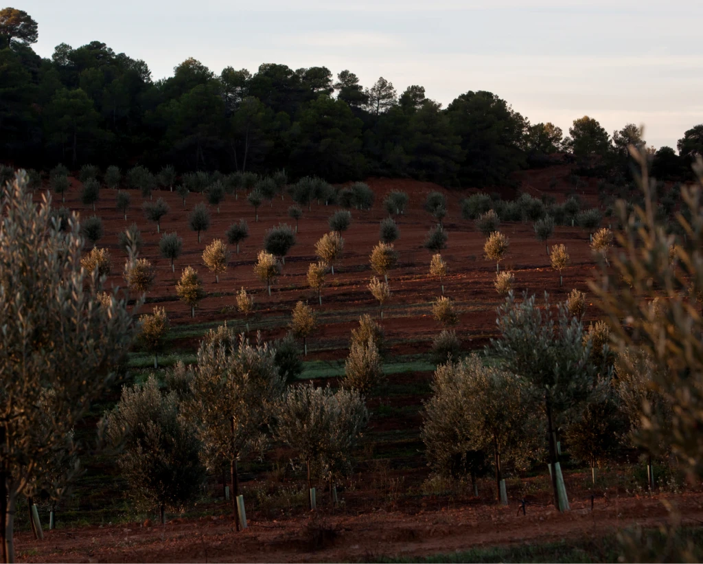 olivar