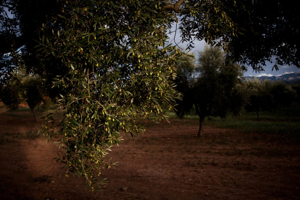 olivo