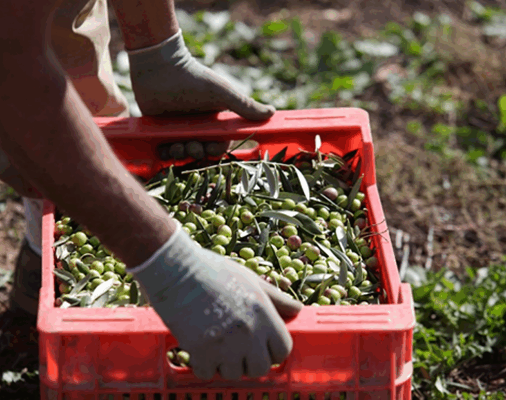 Cosecha_artesanal_de_aceitunas_verdes_en_cajeta_roja_en_el_campo