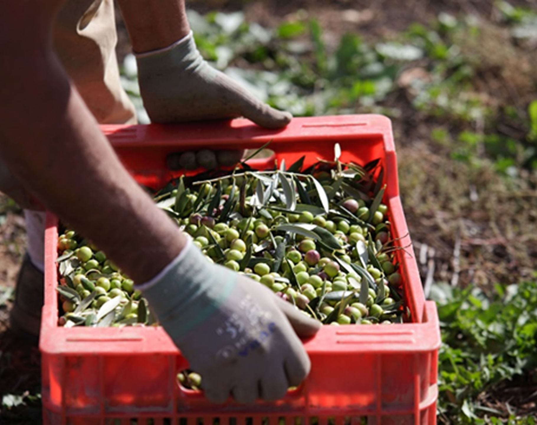 Cosecha_artesanal_de_aceitunas_verdes_en_cajeta_roja_en_el_campo