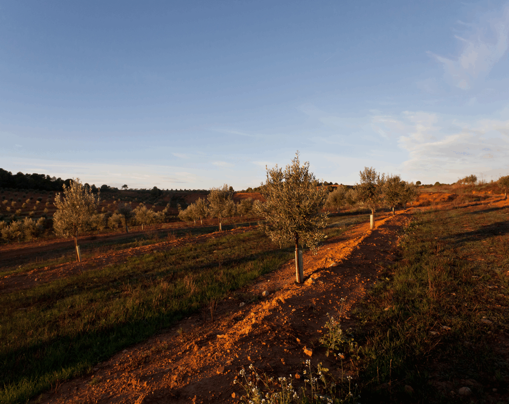 Olivos_al_atardecer_sobre_tierra