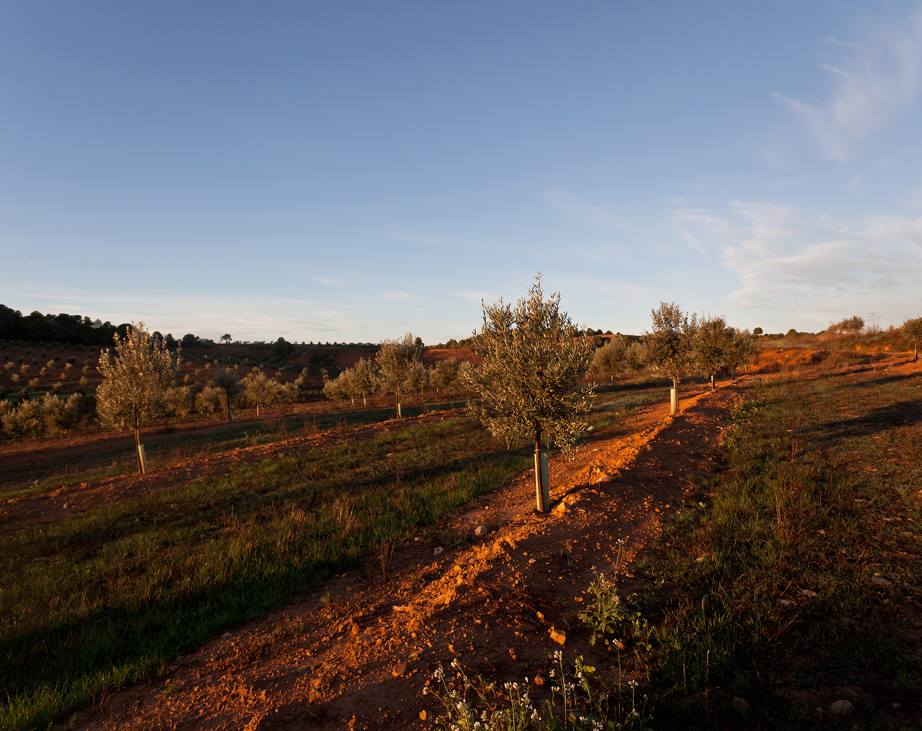 Olivos_al_atardecer_sobre_tierra
