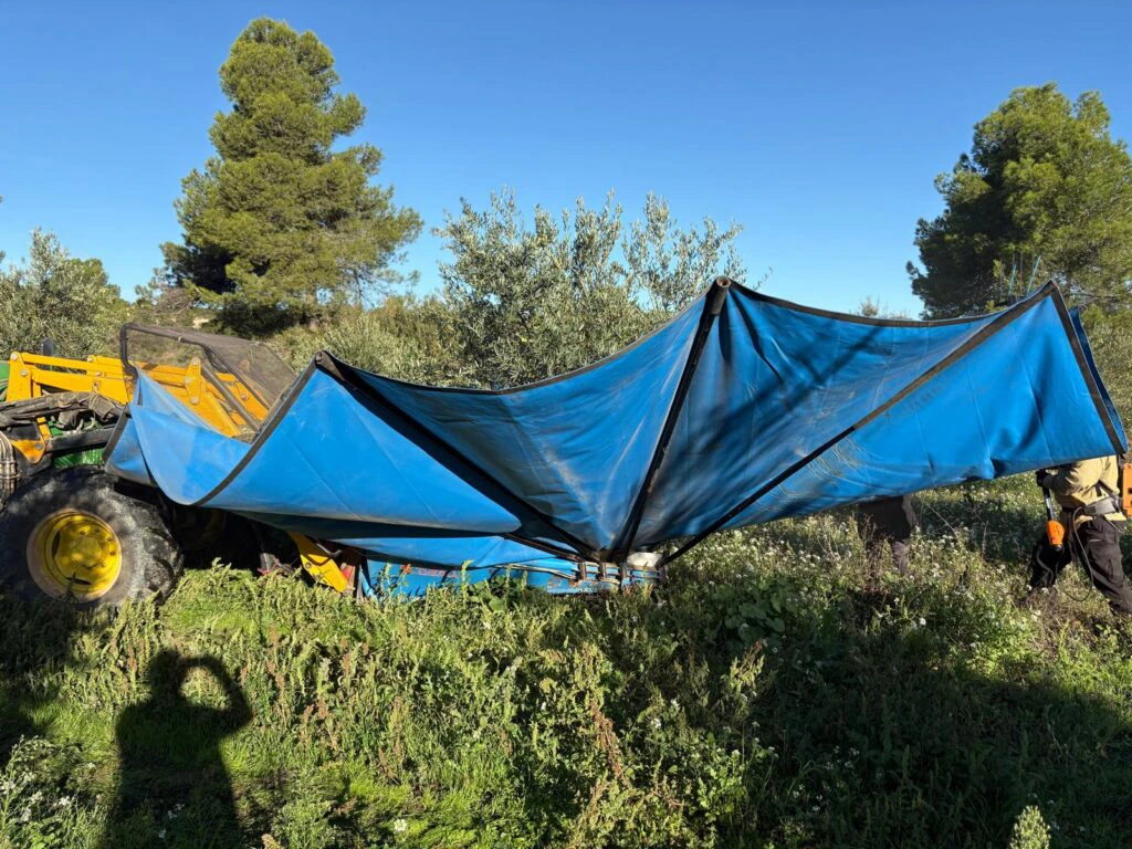 olivar