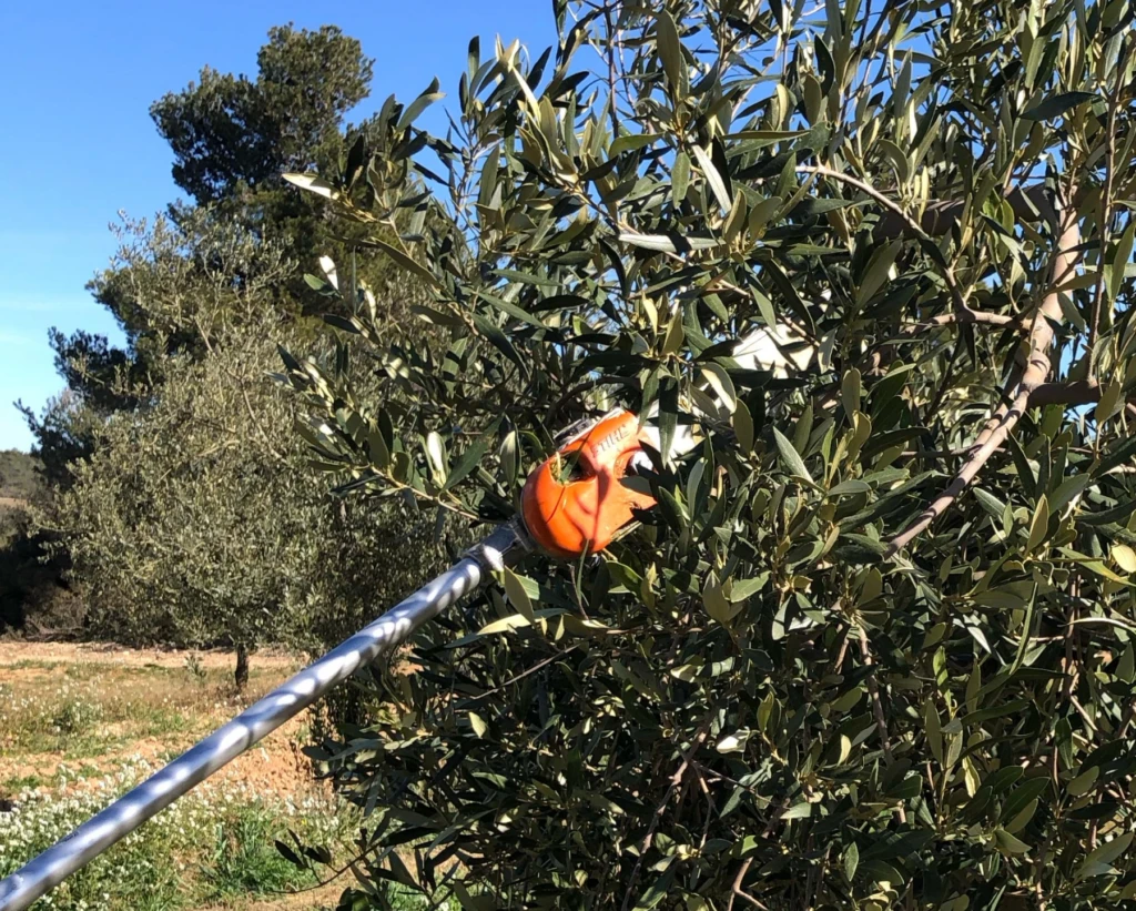 Olivera