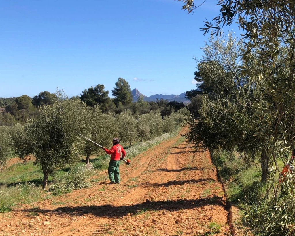 olivar